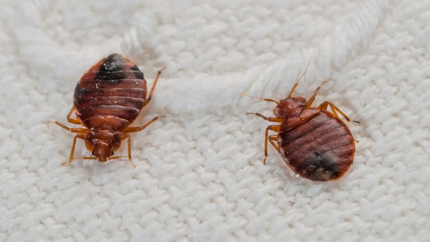 How can i Get Rid of Bed Bugs: A Complete Guide